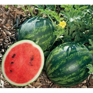 Мономах насіння кавуна середнього 65-70 дн. овал. 5,5-6,5 кг (GL Seeds)