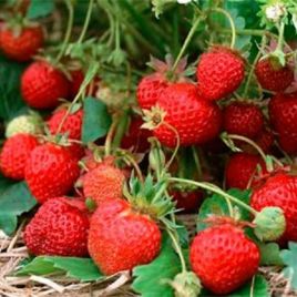 Ренессанс семена земляники ремонтантной (GL Seeds)