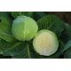 Цукрова голова насіння капусти б/к поздней 140-150 дн 35-45 кг (GL Seeds)