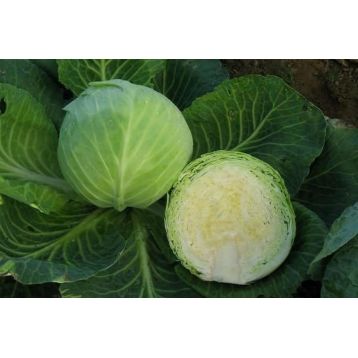 Цукрова голова насіння капусти б/к поздней 140-150 дн 35-45 кг (GL Seeds)