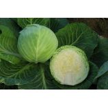 Сахарная голова семена капусты б/к поздней 140-150 дн 35-45 кг (GL Seeds)