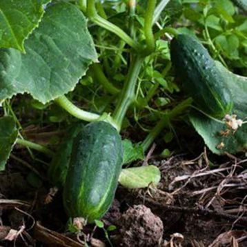 Китайський ельф насыння огырка бджолозап раннього 35-37 дн 7-8 см (GL Seeds)