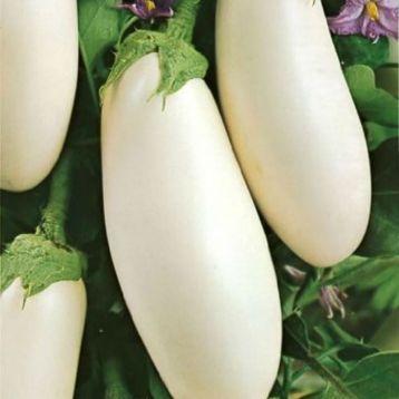 Вкус грибов семена баклажана среднего 95-105 дн. овал. 180-250 гр. белого (GL Seeds)