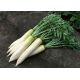 Дракон насіння редьки Дайкон середньої 50-60 дн. 250-400 гр. (GL Seeds)