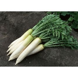 Дракон насіння редьки Дайкон середньої 50-60 дн. 250-400 гр. (GL Seeds)