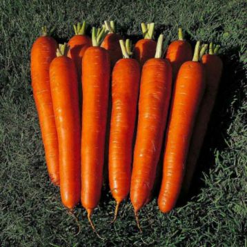Император семена моркови Флакке среднепоздней 120-130 дн 20-25 см (GL Seeds)