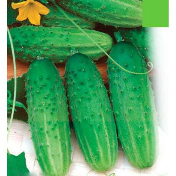 Веселы метелики насіння огірка бджолозап раннього 38-42 дн 8-10 см (GL Seeds)