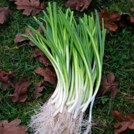 Сабля семена лука на перо (GL Seeds)