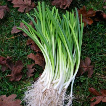 Шабля насіння цибулі на перо (GL Seeds)