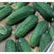 Кустовой Дар семена огурца пчелопыл раннего 10-12 см (GL Seeds)