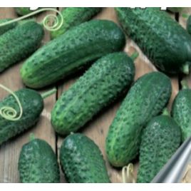 Кустовой Дар семена огурца пчелопыл раннего 10-12 см (GL Seeds)