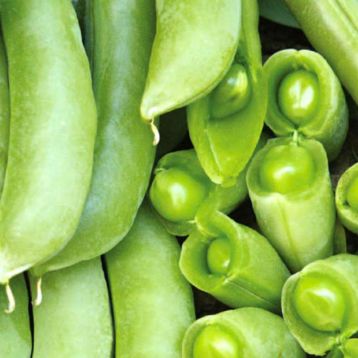 Суперсахарный семена гороха спаржевого (GL Seeds)