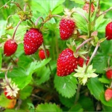 Руяна семена земляники ремонтантной (GL Seeds)