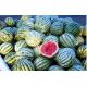 Каховский семена арбуза раннего 67-70 дн. окр. 5-7 кг (GL Seeds)