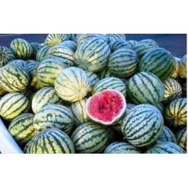 Каховський насіння кавуна раннього 67-70 дн. окр. 5-7 кг (GL Seeds)