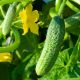 Крихітка з Шанхаю насіння огірка бджолозап раннього 36-46 дн 6-8 см (GL Seeds)