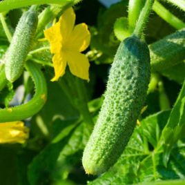 Крошка из Шанхая семена огурца пчелопыл раннего 36-46 дн 6-8 см (GL Seeds)