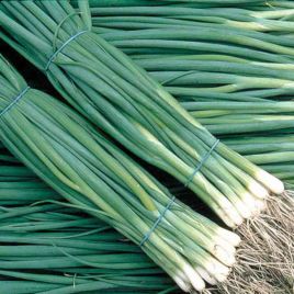 Шашлычный семена лука на перо (GL Seeds)