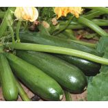 Аеронавт насіння цукіні раннього 45-50 дн. 1-1,3 кг темн.-зел. (GL Seeds)
