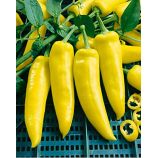 Венгерский желтый семена перца горького раннего 85-90 дн 40-60 гр желт/красн (GL Seeds)