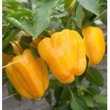 Золотой телец семена перца сладкого тип Блочный среднего 115-120 дн 250-300 гр 10 мм оранж (GL Seeds)