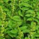 Чудова зелень насіння базиліку зеленого (GL Seeds)