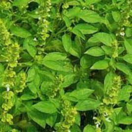 Чудова зелень насіння базиліку зеленого (GL Seeds)