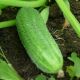 Ребятки с грядки F1 семена огурца пчелоопыл раннего 9-10 см (GL Seeds)