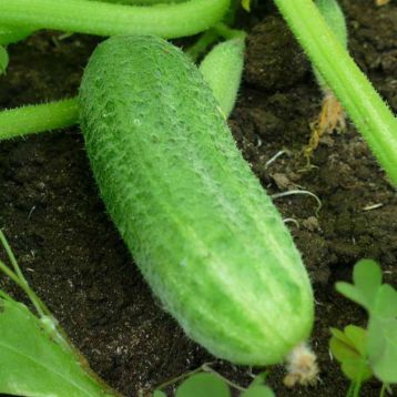 Ребятки с грядки F1 семена огурца пчелоопыл раннего 9-10 см (GL Seeds)
