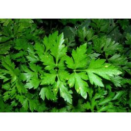 Наталка семена петрушки листовой (GL Seeds)