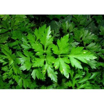 Наталка семена петрушки листовой (GL Seeds)