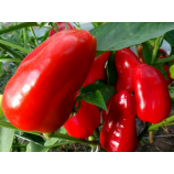 Фаршировочный семена перца сладкого тип Блочный раннего 110-125 дн 120-150 гр красн (GL Seeds)