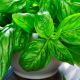 Провансаль семена базилика зеленого (GL Seeds)