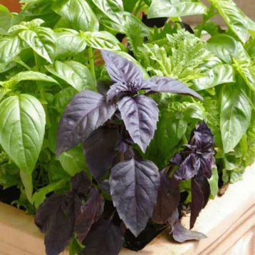 6 ароматов смесь семена базилика (GL Seeds)