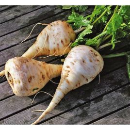 Альбион семена пастернака раннего окр (GL Seeds)