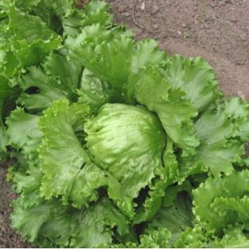 Адриатика семена салата тип Айсберг раннего 55-60 дн 07-10 кг зел (GL Seeds)