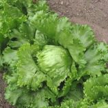 Адриатика семена салата тип Айсберг раннего 55-60 дн 07-10 кг зел (GL Seeds)