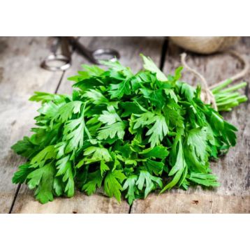 Бутербродная семена петрушки листовой (GL Seeds)