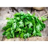 Бутербродная семена петрушки листовой (GL Seeds)