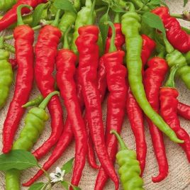 Бараний Рог семена перца горького раннего 85-90 дн 18-20 см свзел/красн (GL Seeds)