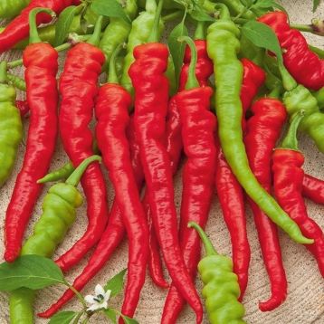 Бараний Рог семена перца горького раннего 85-90 дн 18-20 см свзел/красн (GL Seeds)