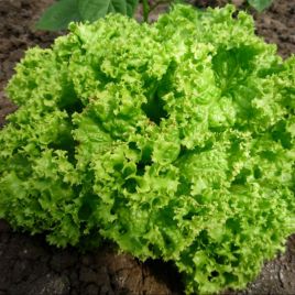 Леонора семена салата тип Лолло Бионда зел. (Wing Seed (Голландия)