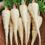 Гурман семена пастернака среднего (Anseme)