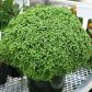 Греческий семена карликового базилика зеленого (Anseme)
