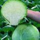 КС 1410 F1 (KS 1410 F1) семена капусты б/к ранней 52-55 дн. 1-2 кг (Kitano Seeds)
