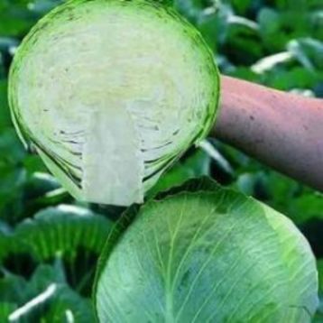 КС 1410 F1 (KS 1410 F1) семена капусты б/к ранней 52-55 дн. 1-2 кг (Kitano Seeds)