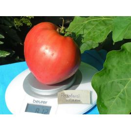 Розовый шлем семена томата индет. раннего 100-110 дн. 350-600 гр. роз. (Семена Украины)