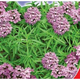 Пікнік насіння чабера (GL Seeds)