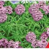 Пікнік насіння чабера (GL Seeds)