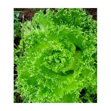 Гранд Рапидс семена салата раннего 250-300 гр. (GL Seeds)